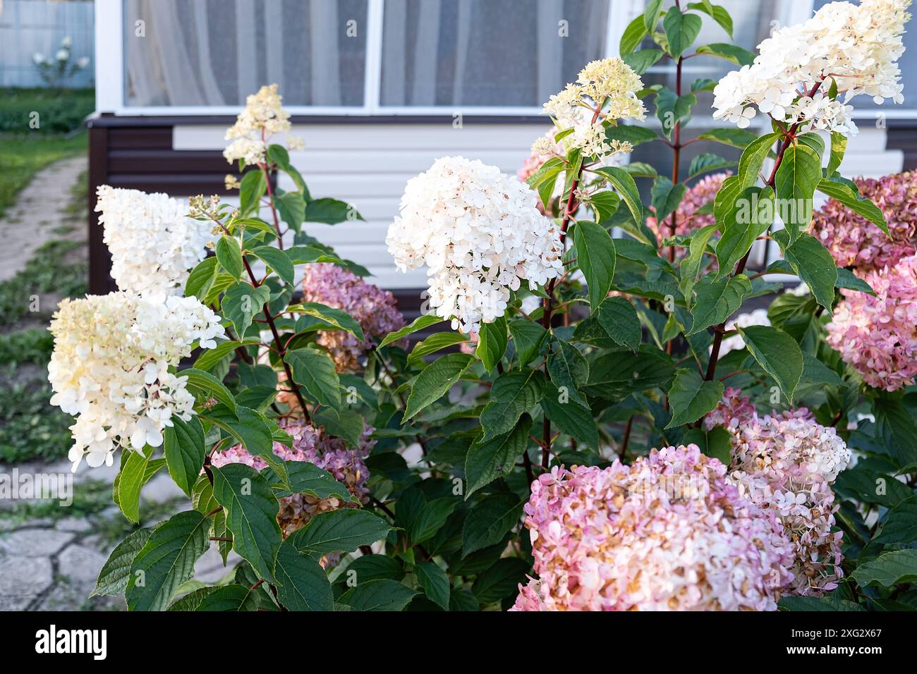 Lussuosa e enorme luce Limelight di Hydrangea paniculata bianca e rosa nel primo piano del giardino. Foto Stock