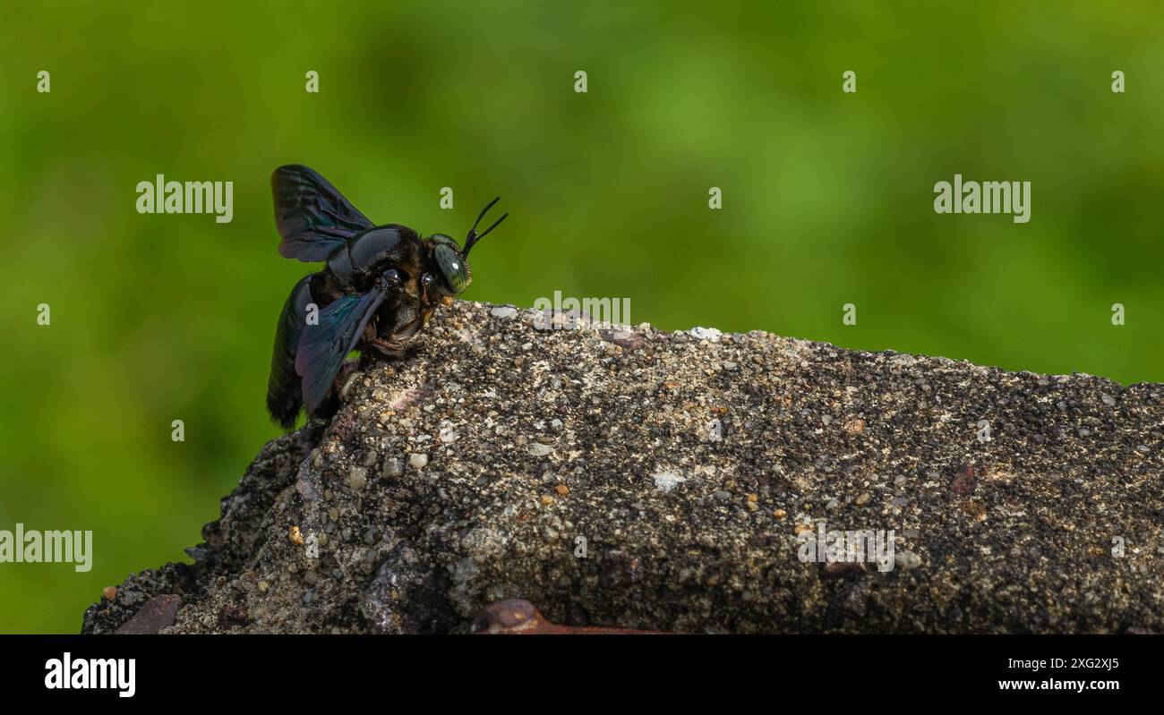 Hymenoptera, carpentiere a corpo largo Foto Stock