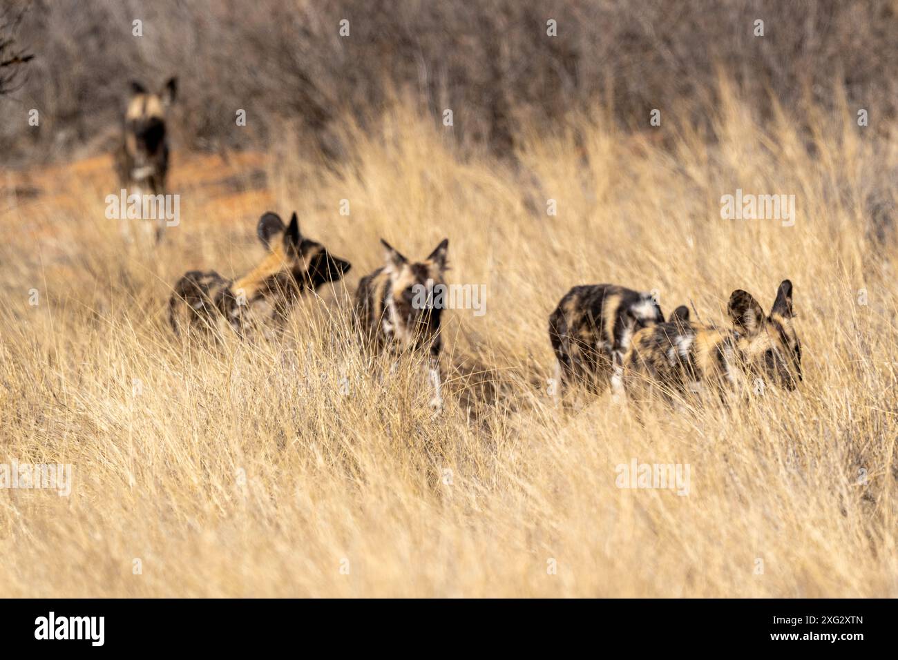African Wild Dog Foto Stock
