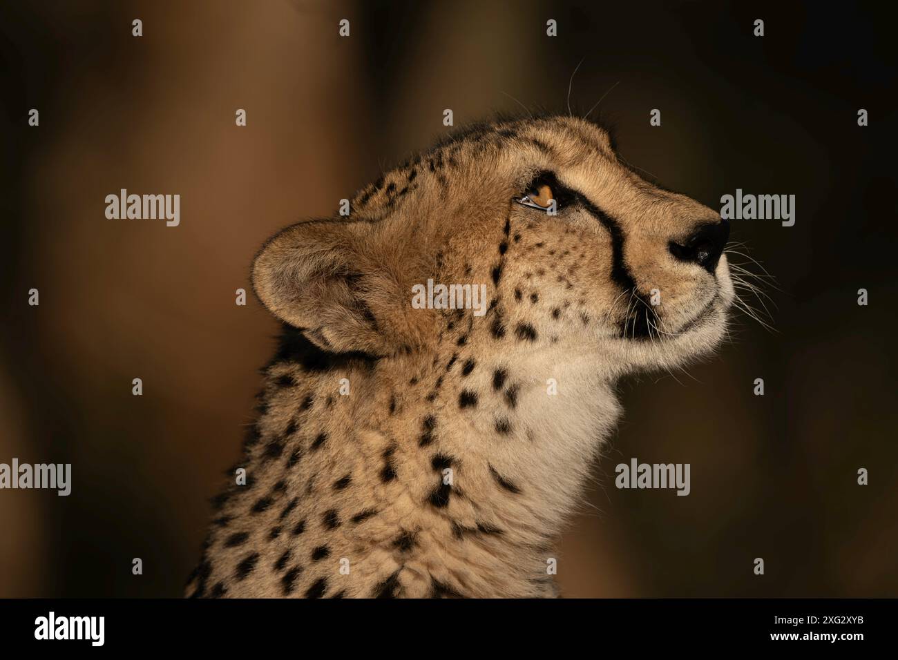 Cheetah al sole di tarda sera Foto Stock