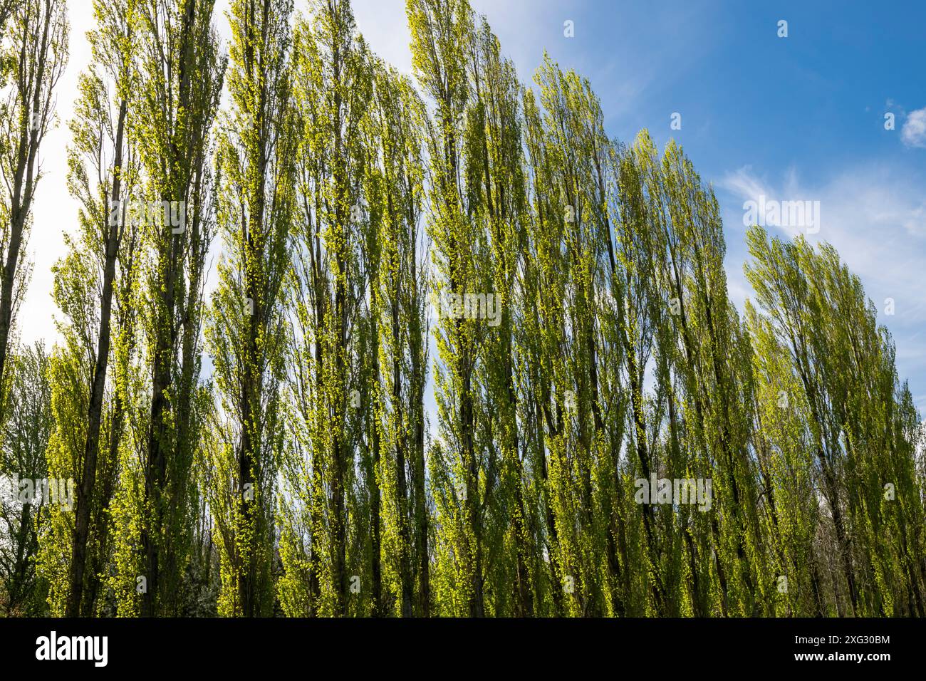 Un viale di alti pioppi lombardi a Fletcher Moss a Didsbury, Greater Manchester. Foto Stock