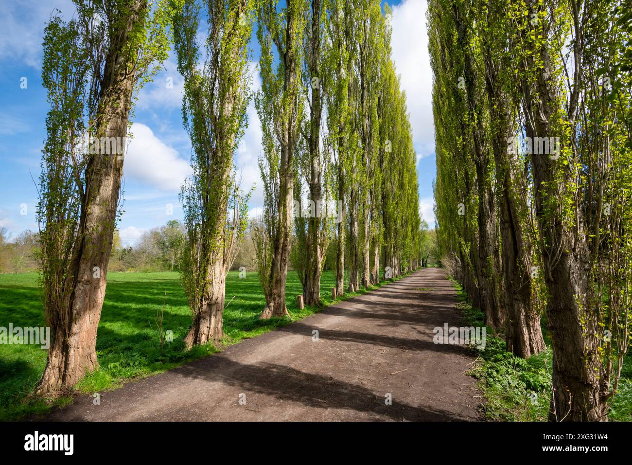 Un viale di alti pioppi lombardi a Fletcher Moss a Didsbury, Greater Manchester. Foto Stock