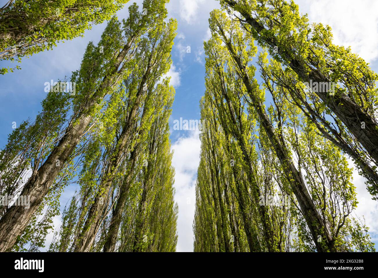 Un viale di alti pioppi lombardi a Fletcher Moss a Didsbury, Greater Manchester. Foto Stock