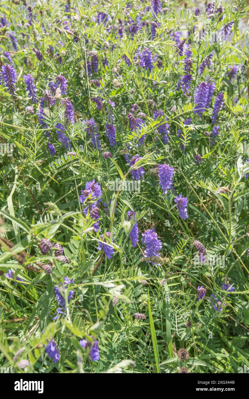Vecchietto, di colore viola blu. Vicia Cracca con un aspetto strisciante simile a una vite e in grandi ammassi Foto Stock