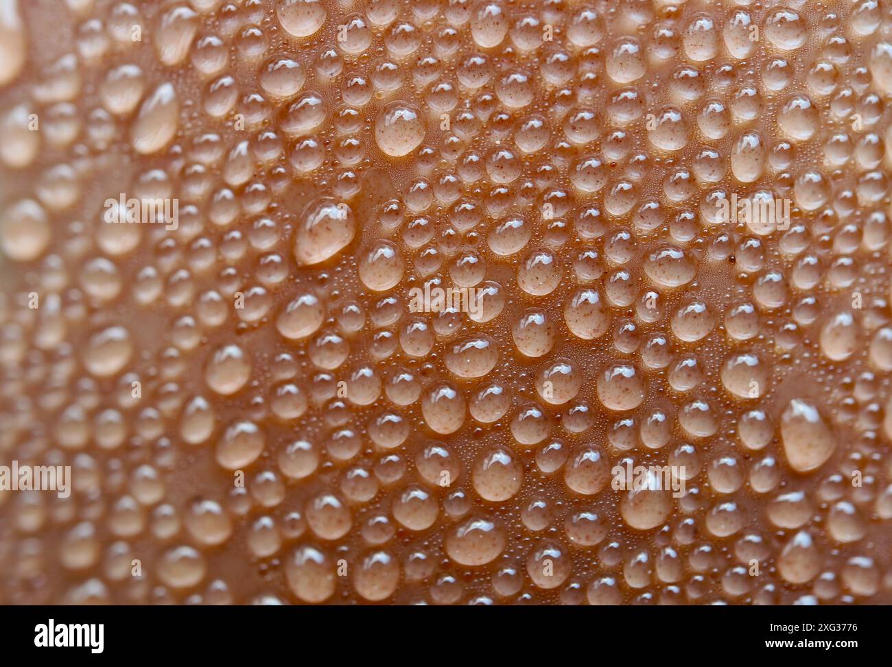 Dose macro di goccioline d'acqua sul bicchiere di plastica trasparente con latte al cioccolato tritato marrone sfumato Foto Stock