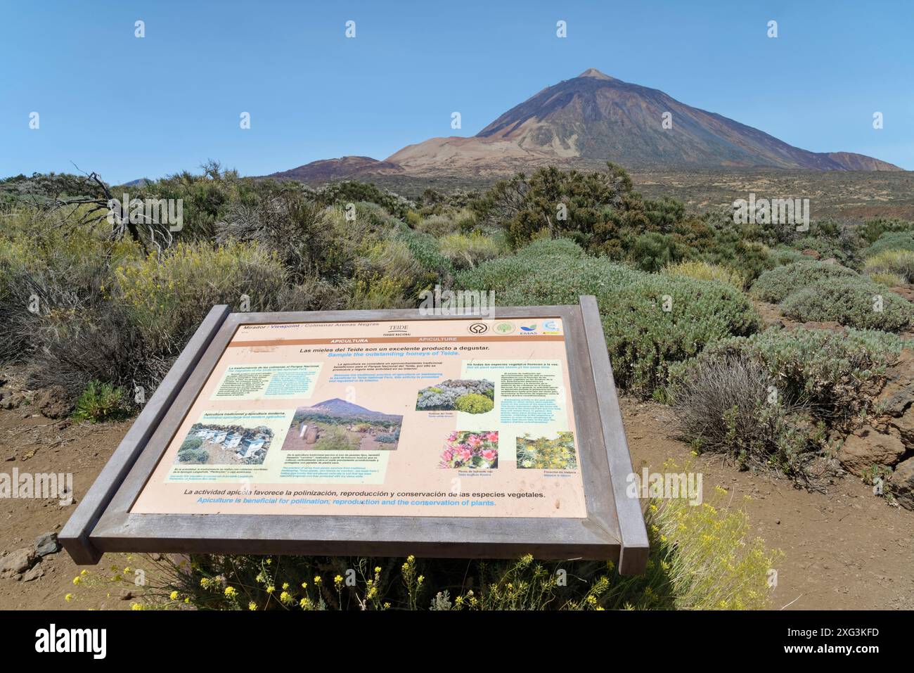 Bacheca informativa sui metodi tradizionali di allevamento delle api nel Parco Nazionale del Teide, con molti tipi di piante endemiche e El Teide sullo sfondo, Tene Foto Stock