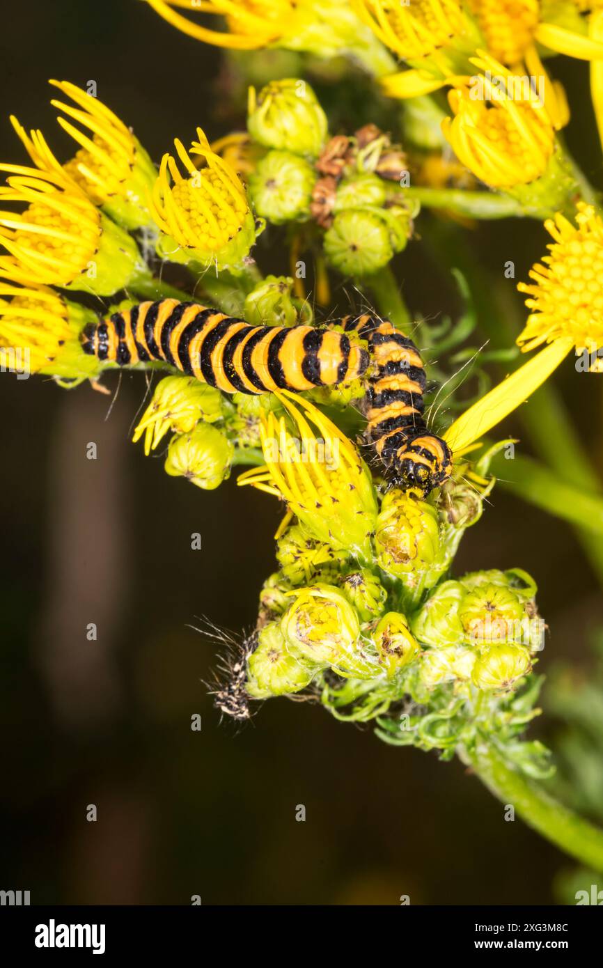 cinnabar Moth caterpillar, Tyria jacobaeae, su ragwort Plant, Jacobaea vulgaris. Foto Stock