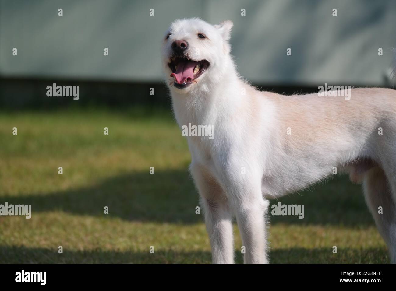 Cane bianco in piedi sull'erba in giardino con la lingua fuori Foto Stock