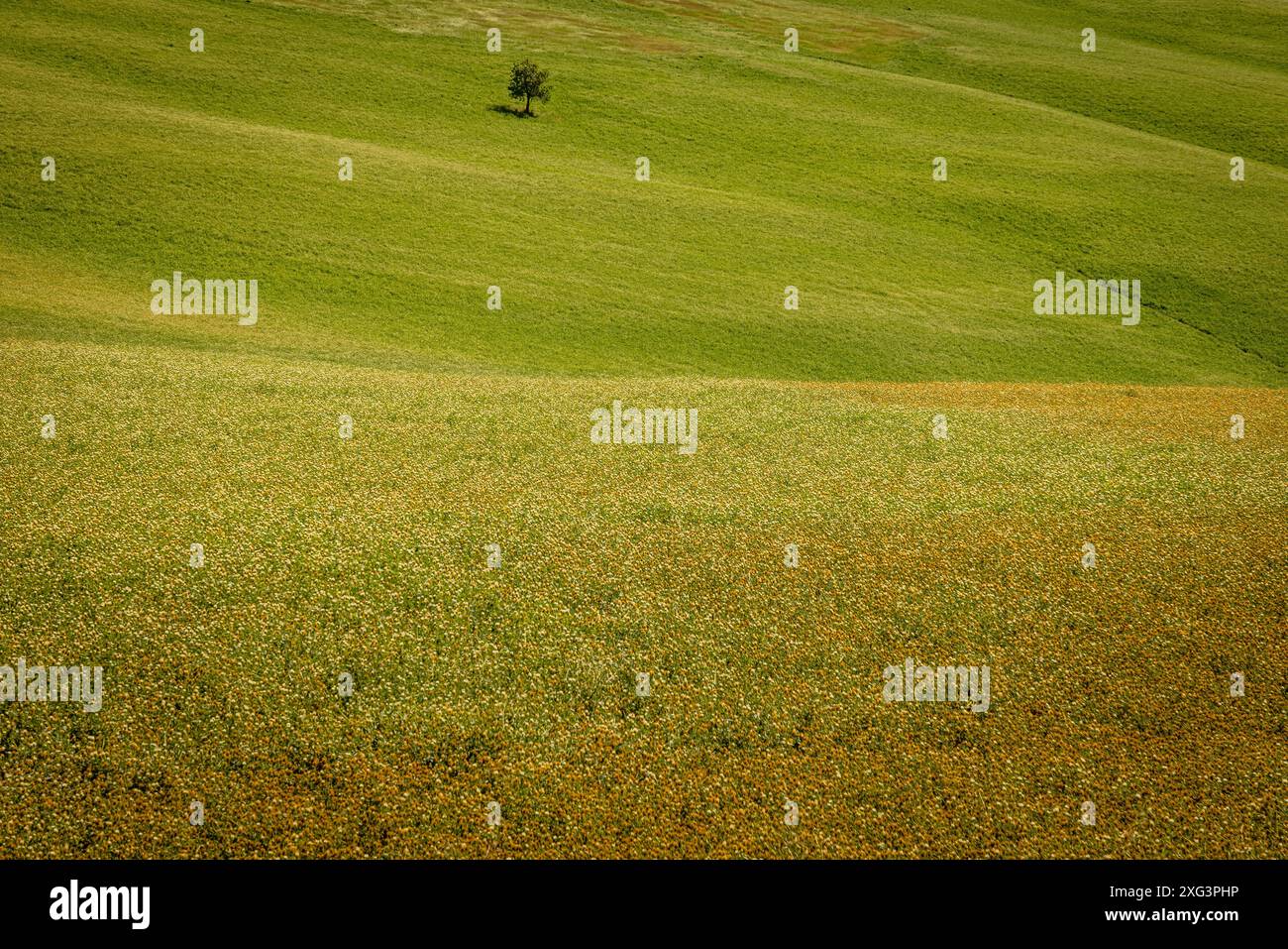 Albero solitario nelle Crete Senesi, Val d'Orcia, Siena, Italia Foto Stock