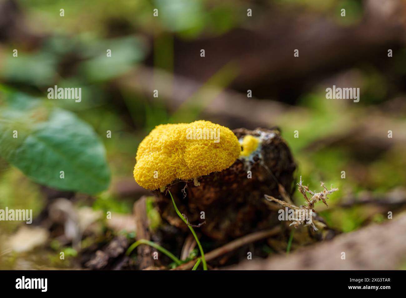 Una foto macro cattura la muffa gialla in una foresta con muschio, ramoscelli e foglie, evidenziando la biodiversità degli ecosistemi Foto Stock