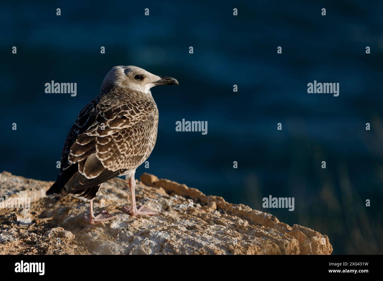 Gabbiano giovanile dalle zampe gialle (Larus michahellis) sulla costa rocciosa dell'isola di Tabarca, Alicante, Comunità Valenciana, Spagna, con il mare. Foto Stock