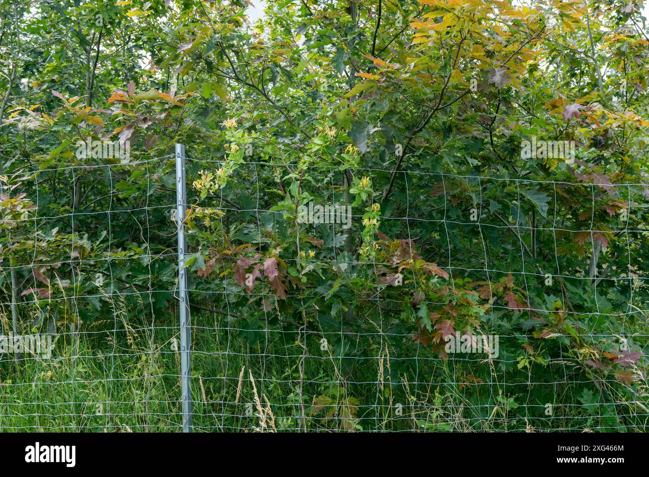 Foresta commerciale recintata con giovani alberi decidui Foto Stock