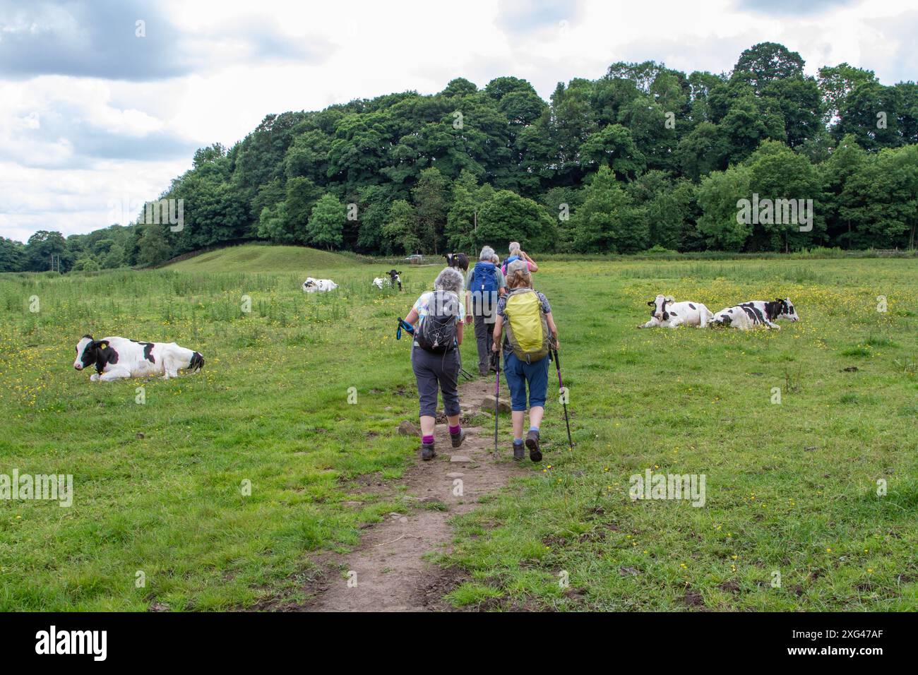Camminando in gruppo attraverso un campo di mucche da latte friesiane nella campagna inglese Foto Stock