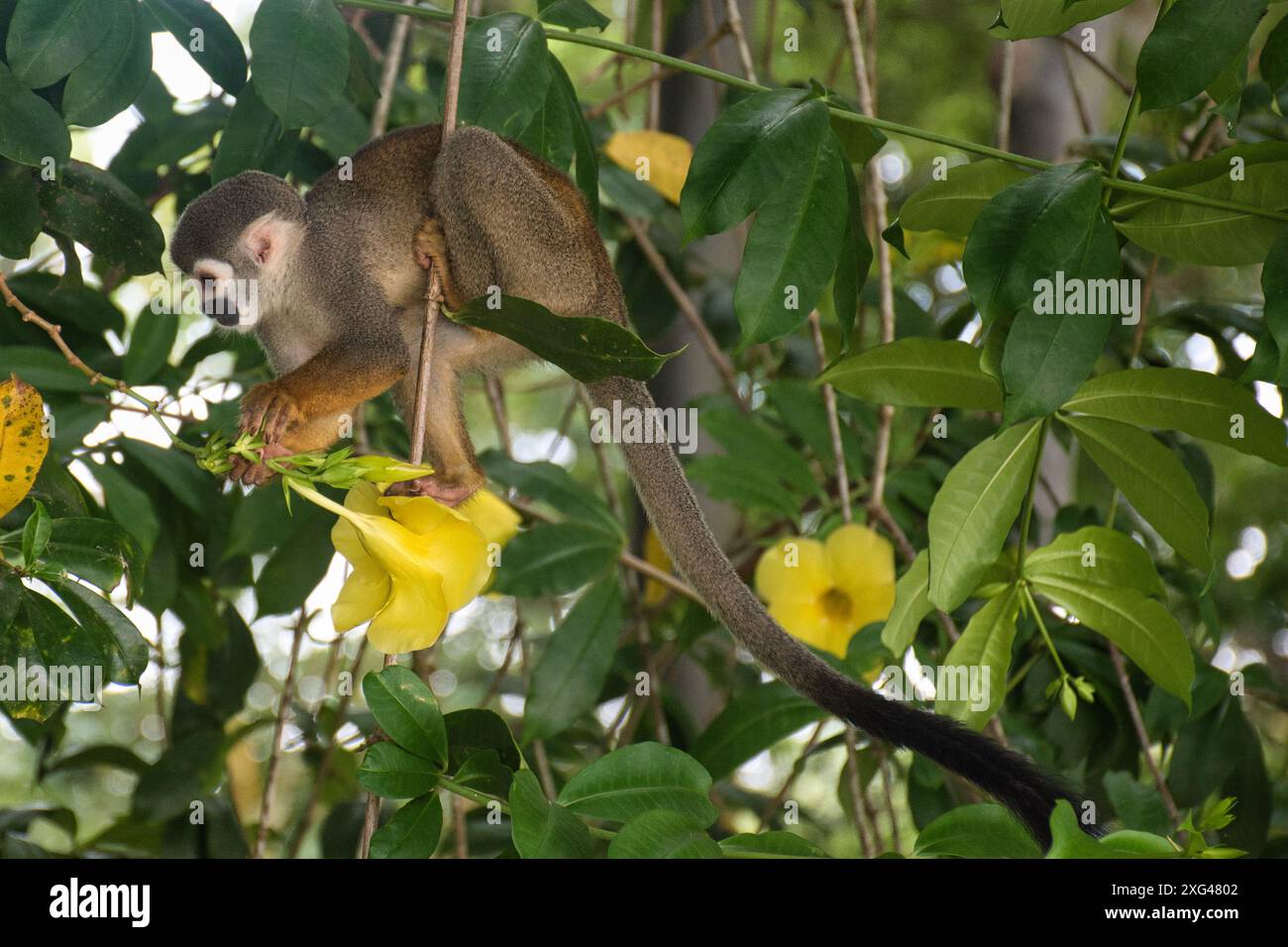 Una curiosa scimmia scoiattolo naviga attraverso il vivace fogliame verde, fermandosi ad esaminare i fiori gialli brillanti nel suo habitat tropicale. Foto Stock
