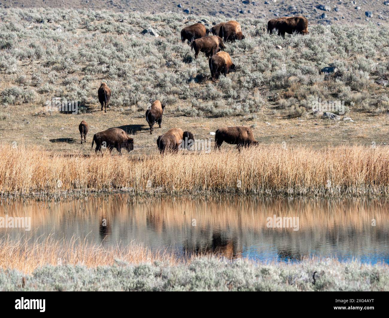 I bisonti sono bovini massicci e incredibilmente potenti che sono stati quasi costretti all'estinzione a causa di pratiche di caccia crudeli e imperdonabili Foto Stock