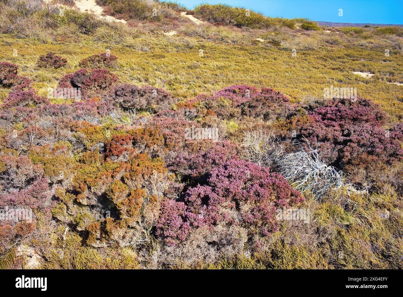 Caratteristica vegetazione di dune costiere nel Cape Range National Park, Australia Occidentale. Foto Stock