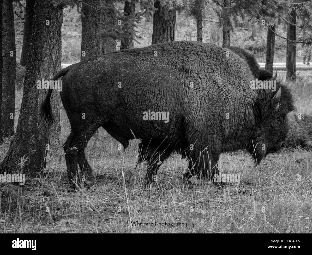 I bisonti vagano liberamente nel parco nazionale di Yellowstone e spesso si avvicinano molto ai veicoli, da cui è sicuro vederli Foto Stock