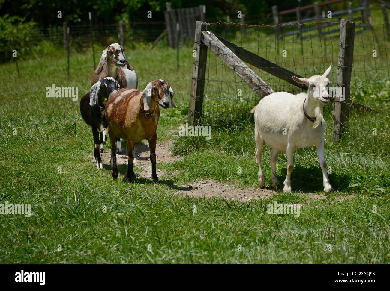 Goats at the Carl Sandburg Home Historic Site a Flat Rock, North Carolina (vedi informazioni aggiuntive) Foto Stock