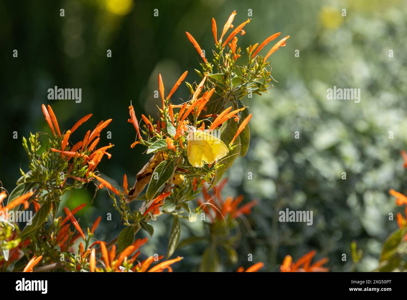 Farfalla gialla su un gruppo di fiori d'arancio Foto Stock