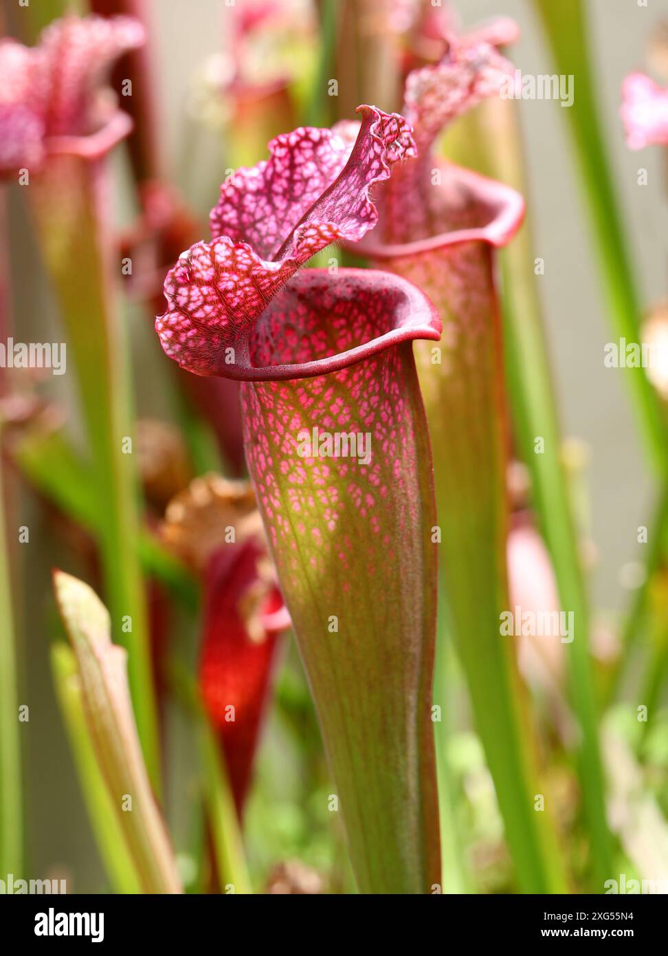 Carnivorous Plant, Sarracenia "Juthatip Soper", Sarracenaceae. Nord America. Foto Stock