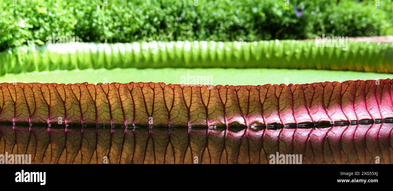 Giglio d'acqua, Victoria boliviana x amazonica, Nymphaeaceae. Bolivia, origini amazzoniche, Sud America. Vista bordo. Foto Stock