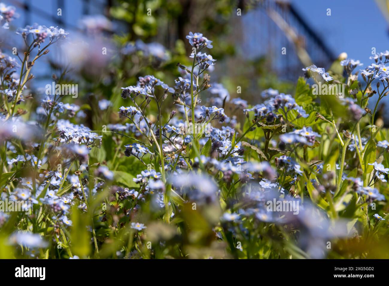 bellissimi piccoli fiori blu in primo piano, fiori per decorare il sito in primavera Foto Stock