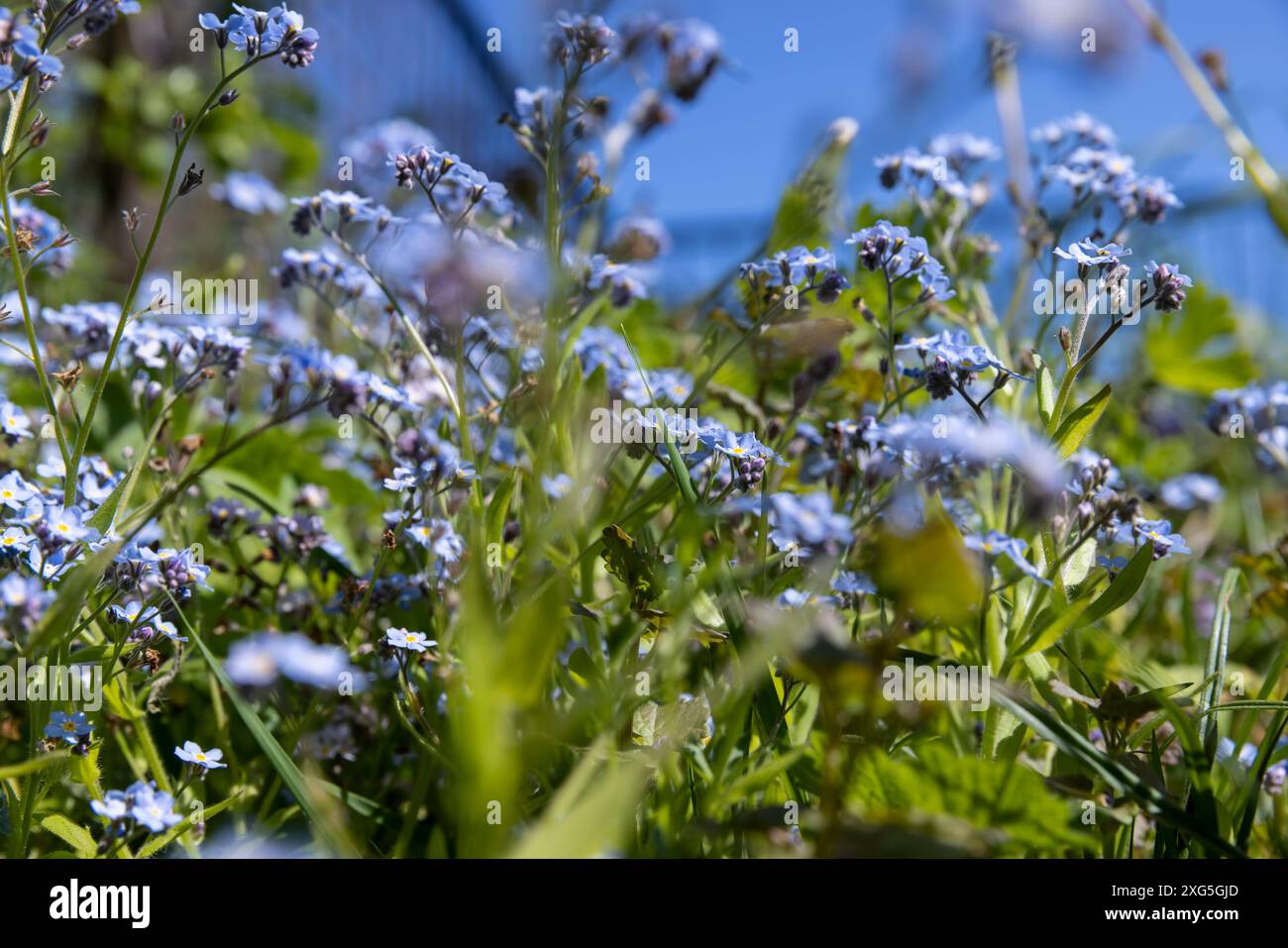 bellissimi piccoli fiori blu in primo piano, fiori per decorare il sito in primavera Foto Stock