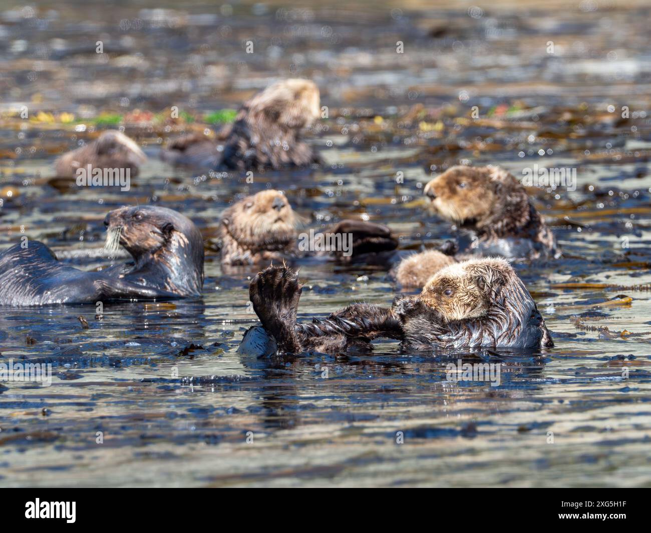 Lontra di mare, Enhydra lutris, un mammifero marino nella foresta di alghe del sud-est dell'Alaska Foto Stock