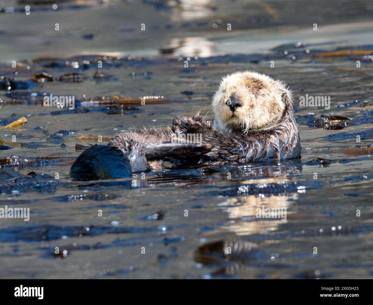 Lontra di mare, Enhydra lutris, un mammifero marino nella foresta di alghe del sud-est dell'Alaska Foto Stock