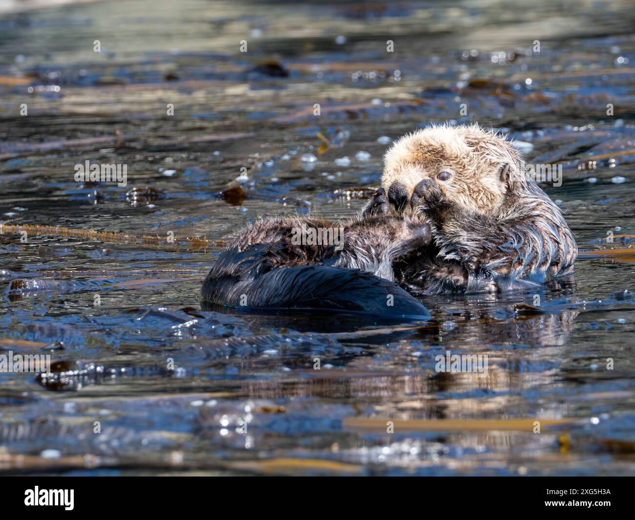Lontra di mare, Enhydra lutris, un mammifero marino nella foresta di alghe del sud-est dell'Alaska Foto Stock
