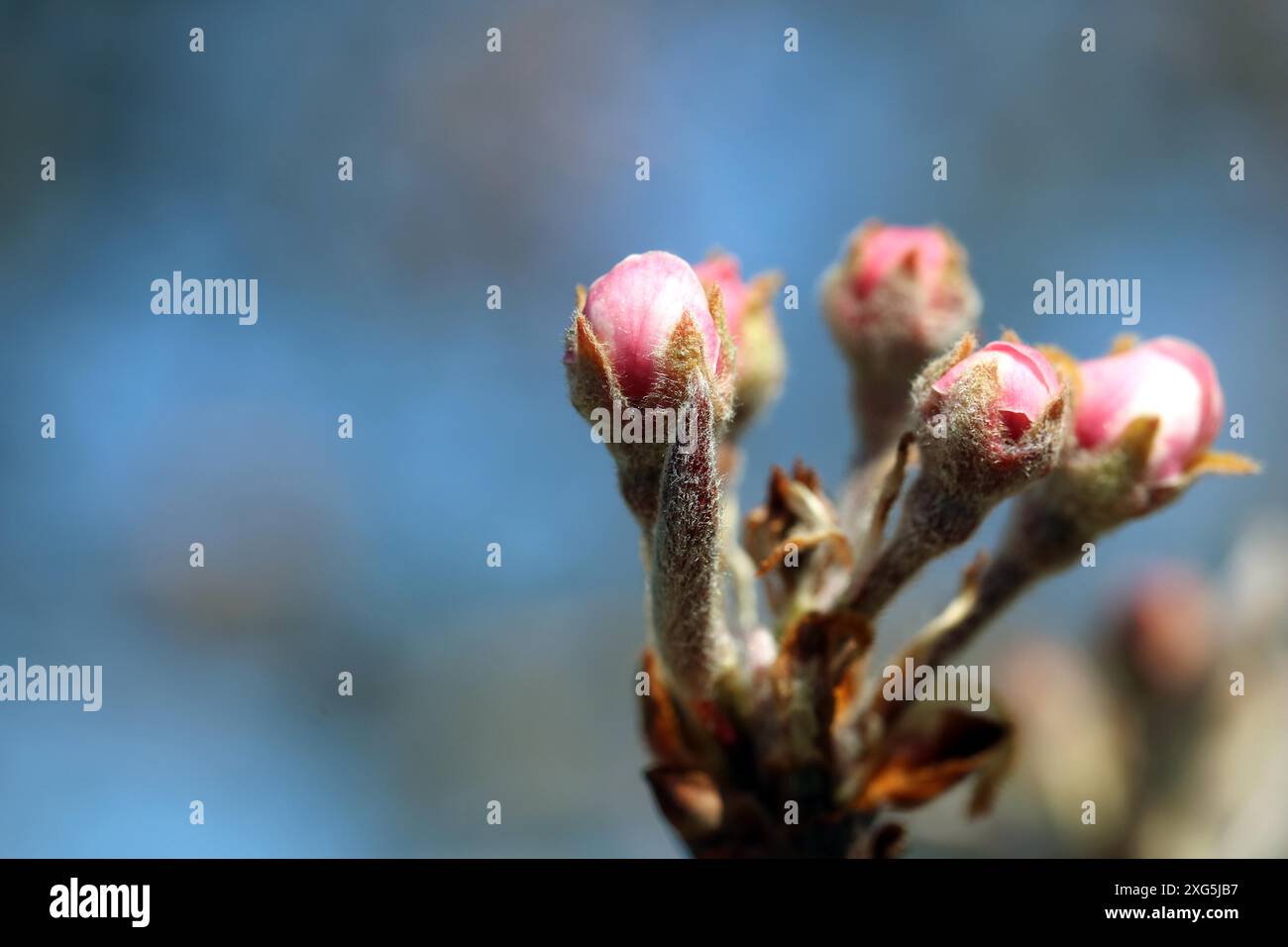Boccioli teneri sull'albero di mele Foto Stock