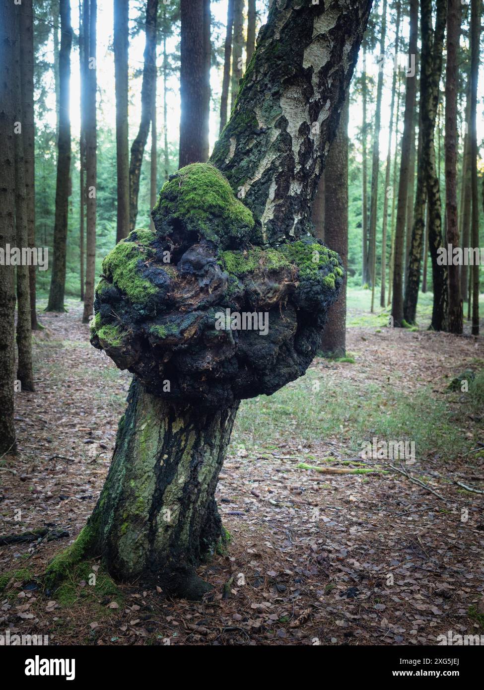 Malattia di Suvel su un albero di betulla, primo piano Foto Stock