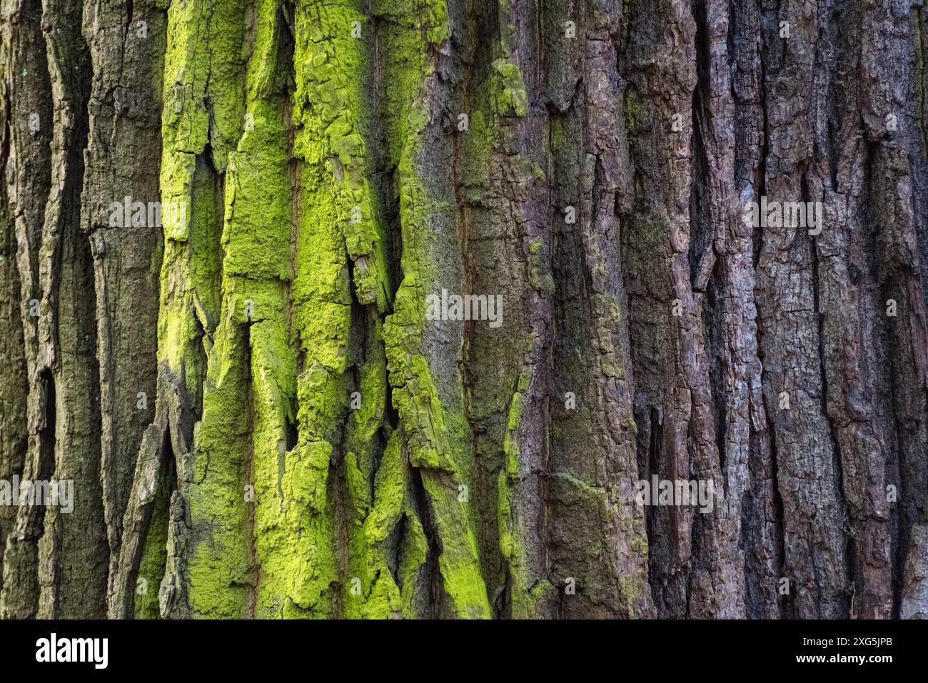 Copertura muschio su albero abbaio sfondo. Texture di muschio in primo piano sulla superficie dell'albero Foto Stock