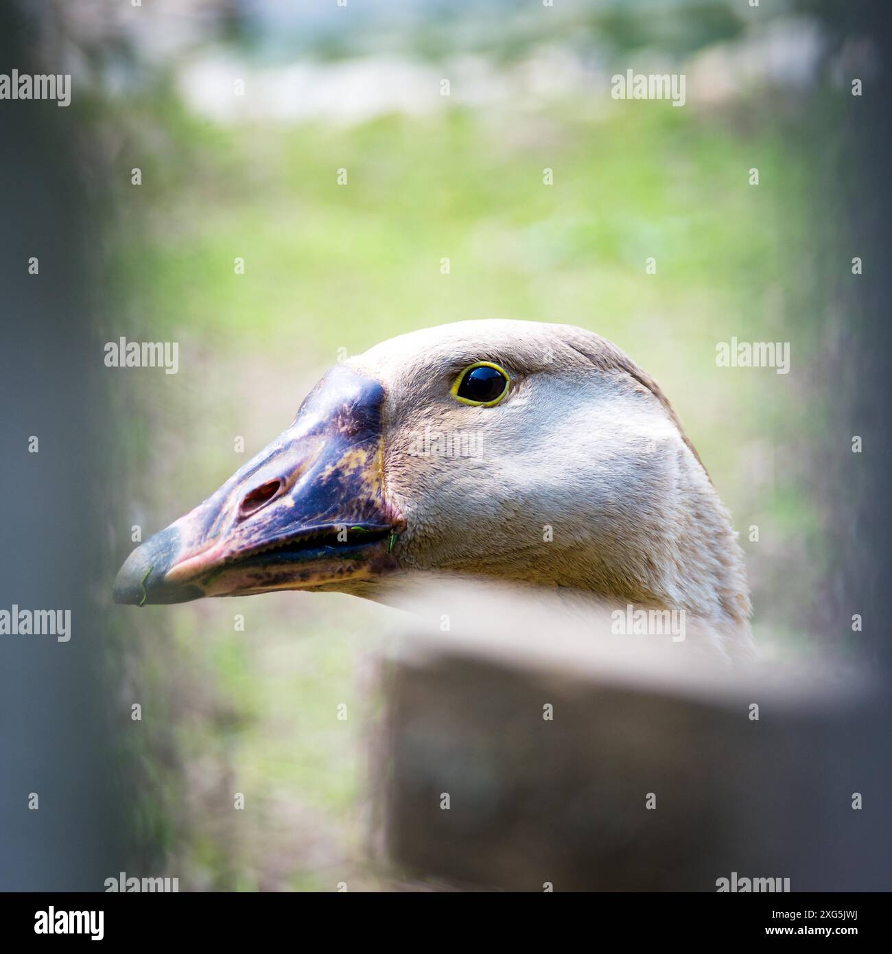 Closeup goose guardando attraverso la recinzione della fattoria all'aperto Foto Stock