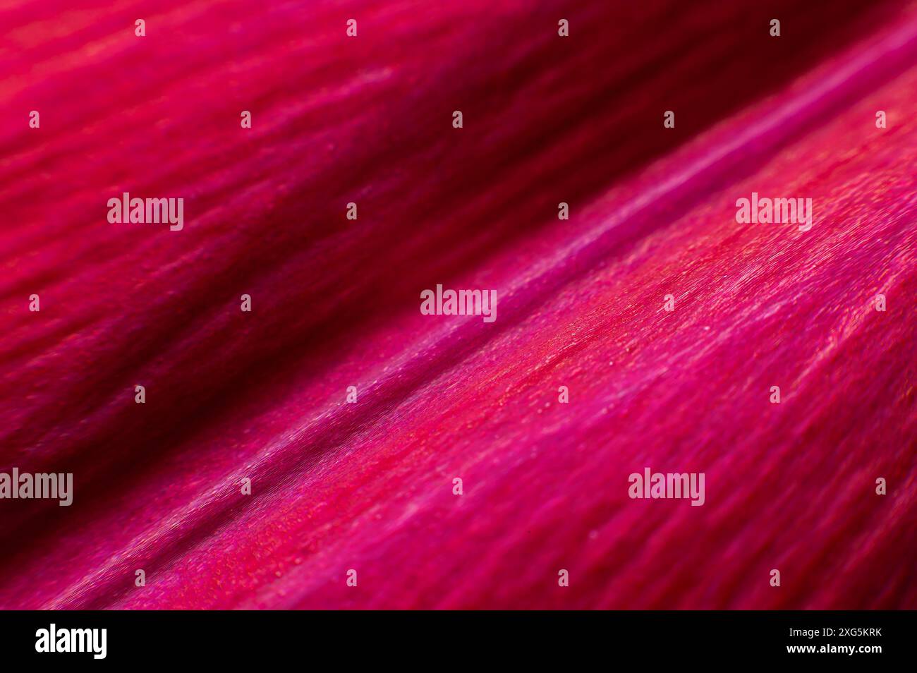 Texture rosa brillante per uno sfondo di design. Delicata texture classica. Sfondo colorato, nero, intimo Foto Stock