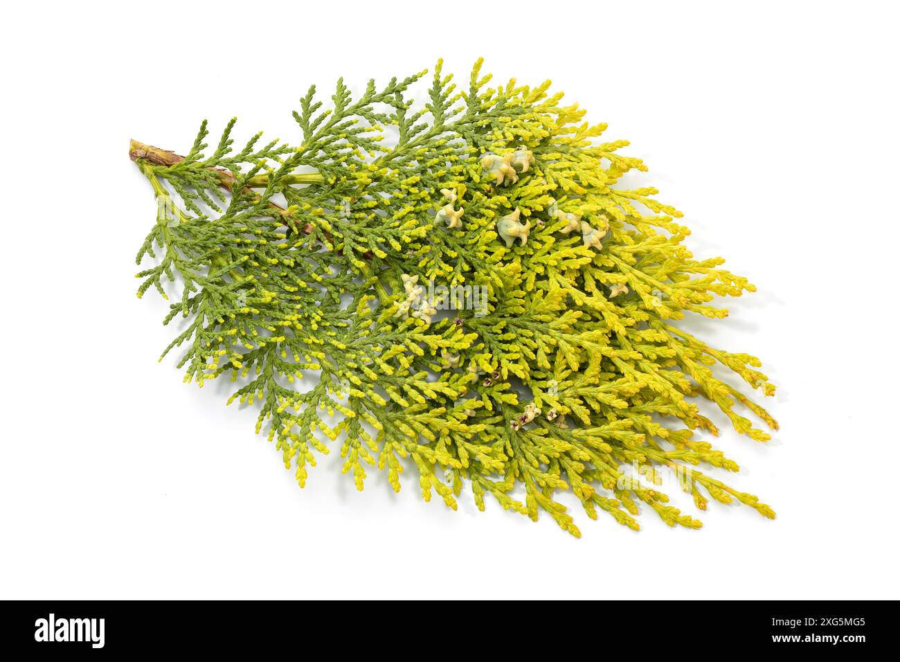 Ramo di thuja cinese con coni in crescita isolati su sfondo bianco. Platiclado (orientale) Foto Stock