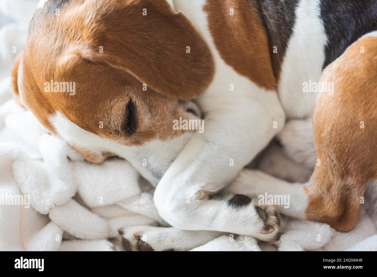 Adoult Male cane Beagle che dorme a casa sul divano. Carino ritratto del cane, fuoco sellettivo, sfondo sfocato Foto Stock