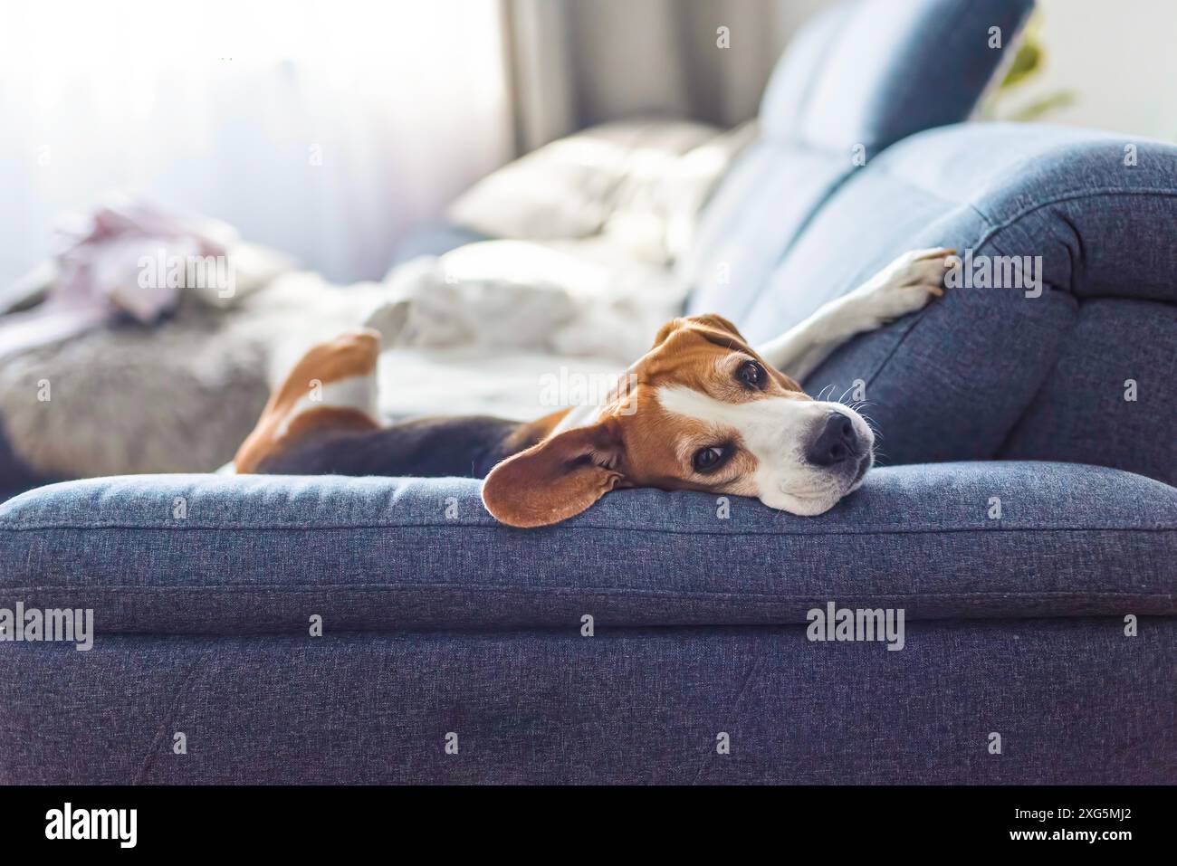 Adoult Male cane Beagle che dorme a casa sul divano. Carino ritratto del cane, fuoco sellettivo, sfondo sfocato Foto Stock