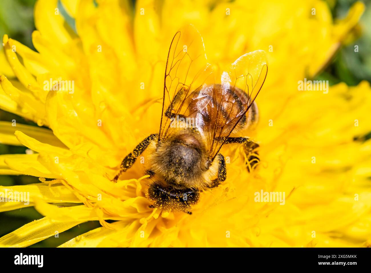 Dettaglio primo piano di api mellifere, api mellifere europee e occidentali (Apis mellifera) ricoperte di polline su fiore di dente di leone giallo. Messa a fuoco selettiva, sfocato Foto Stock