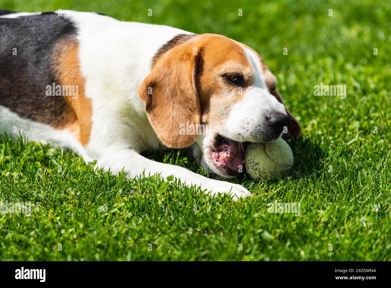 Cane Beagle che mangia palla da tennis sull'erba nel cortile. Tema del cane Foto Stock