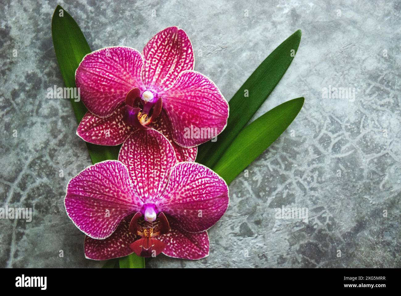 Due orchidee rosa con foglie verdi su tessuto di pietra grigia con spazio di copia Foto Stock