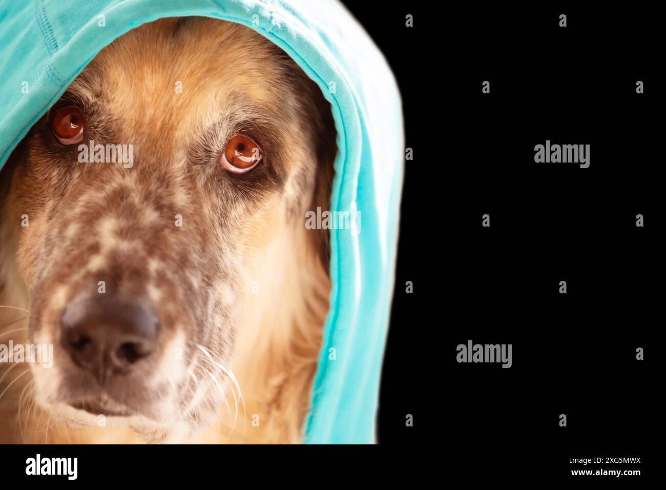 Divertente cane grande indossando felpa con cappuccio blu brillante seduta, faccia ritratto primo piano, sfondo nero spazio copia Foto Stock