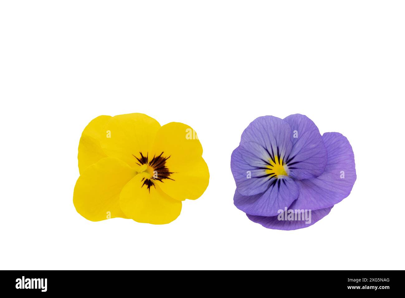 Due fiori di viola cornuta isolati su fondo bianco Foto Stock