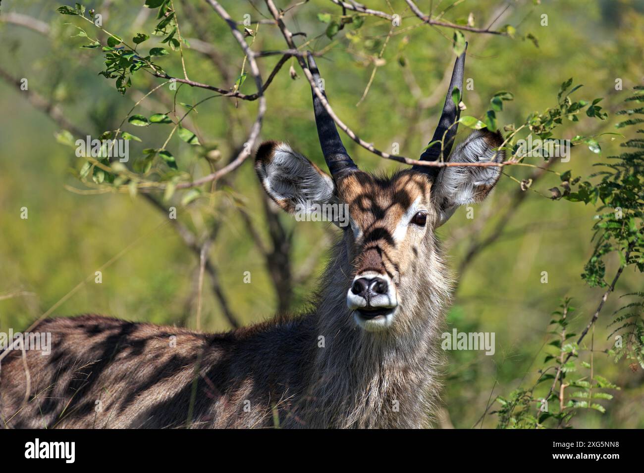 Waterbuck nel boschetto del Kruger National Park in Sud Africa Foto Stock