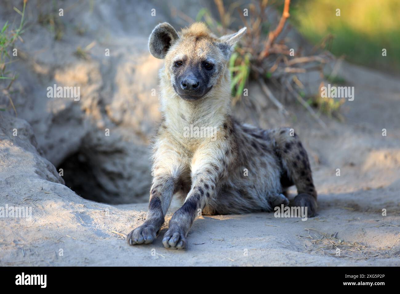 Un cucciolo di iena si siede davanti alla tana Foto Stock