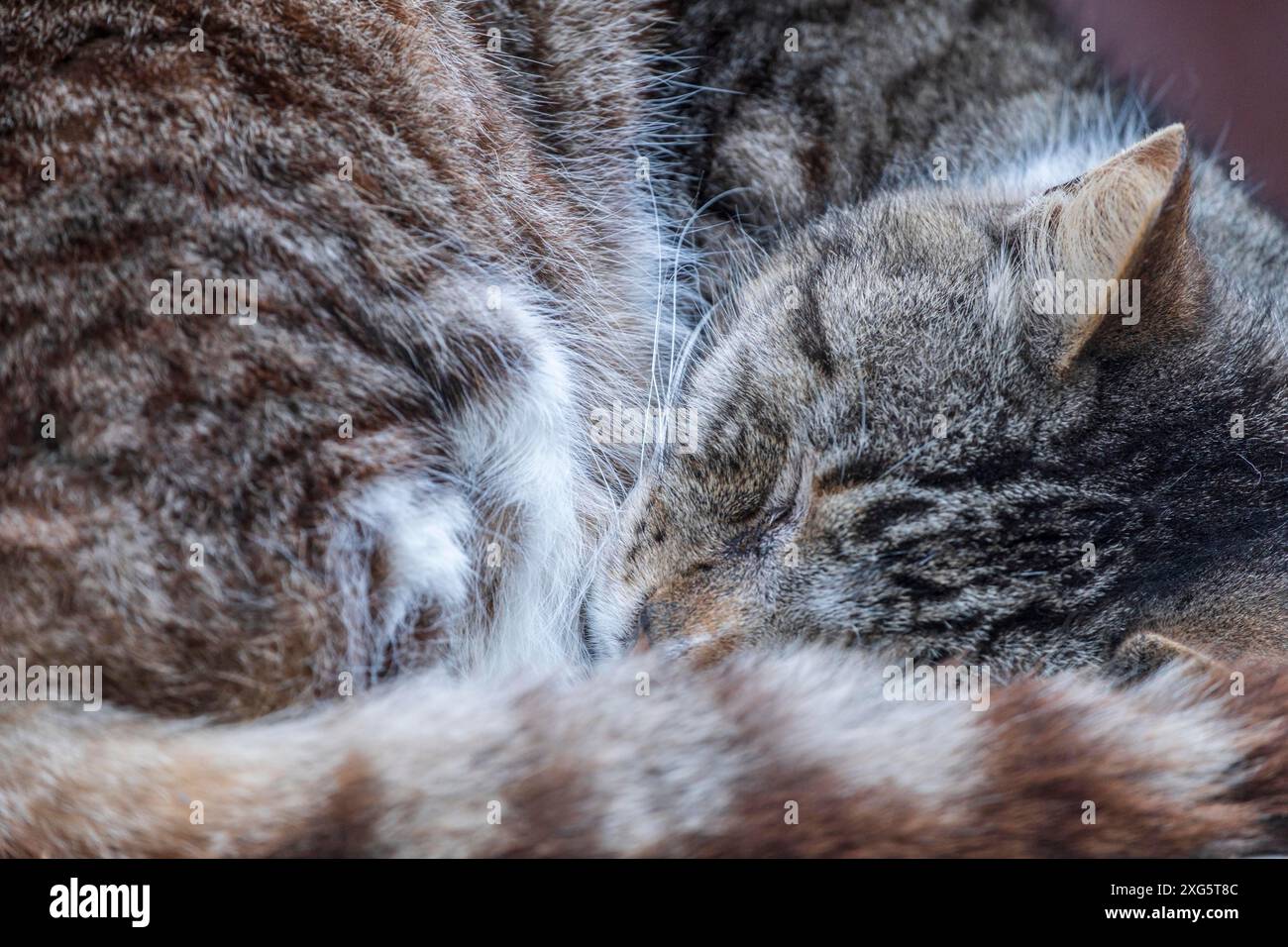 Gatto di strada, Essaouira, marocco Foto Stock