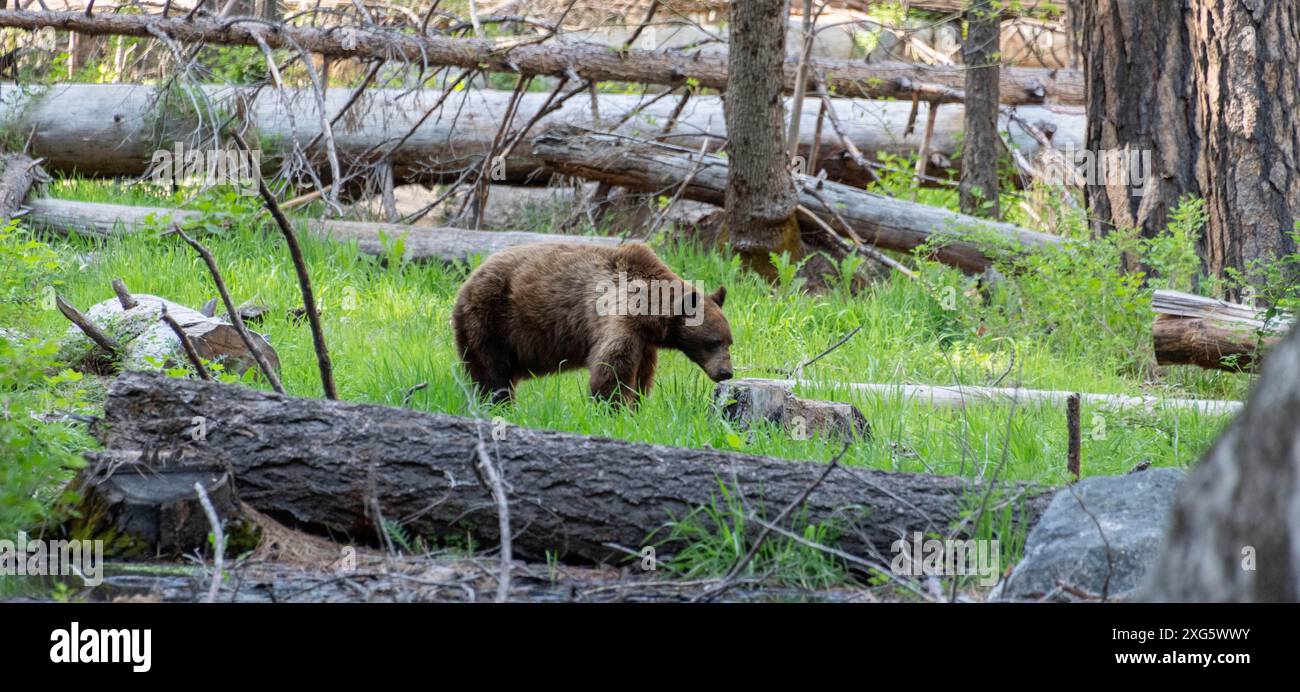 Orso selvatico nel parco nazionale di Yosemite, California, Stati Uniti Foto Stock