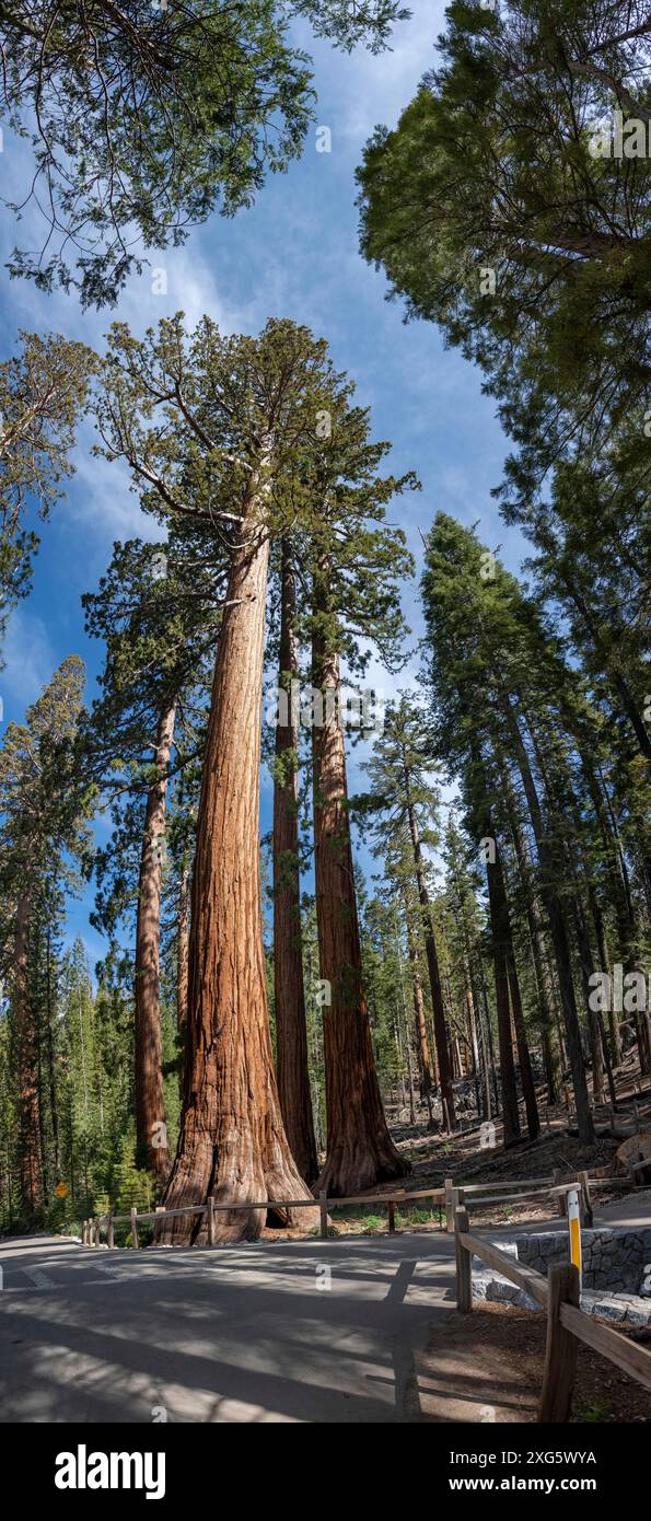 Bachelor and Three Graces (Giant Sequoias, Yosemite NP) in California, USA Foto Stock