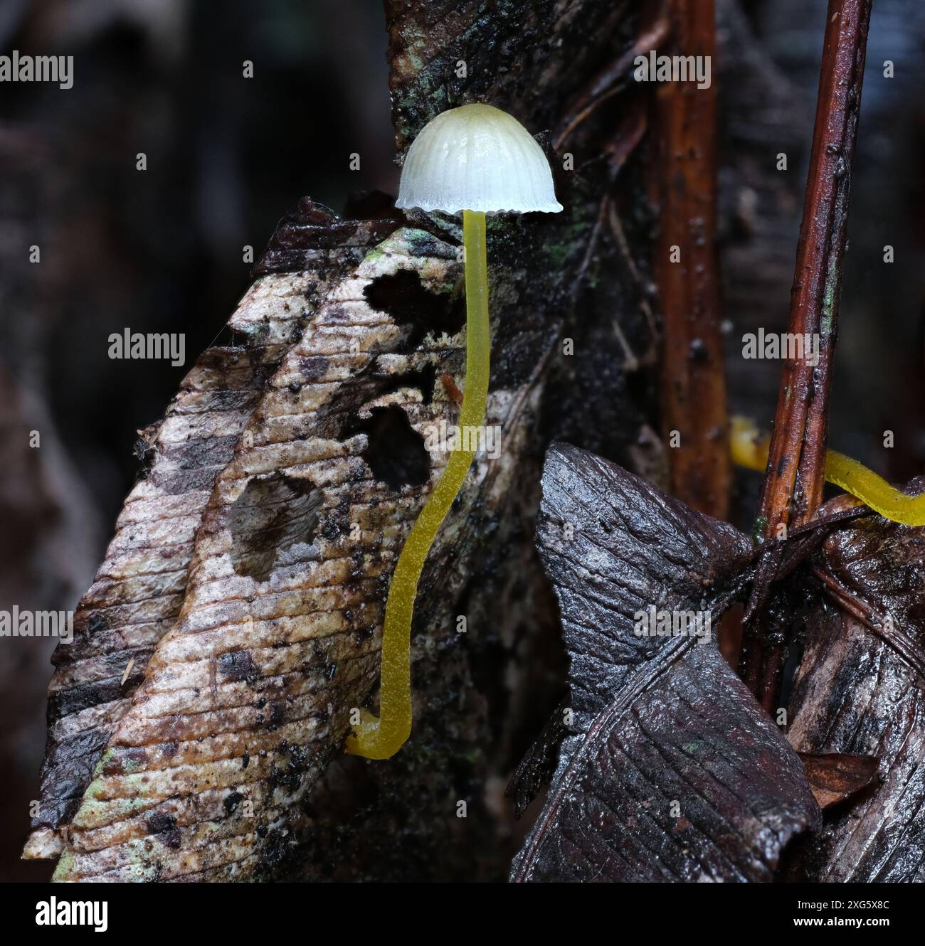 Macro immagine ravvicinata dei minuscoli funghi Mycena epipterygia con le gambe gialle del cofano nella foresta pluviale di Hobart, Tasmania, Australia Foto Stock