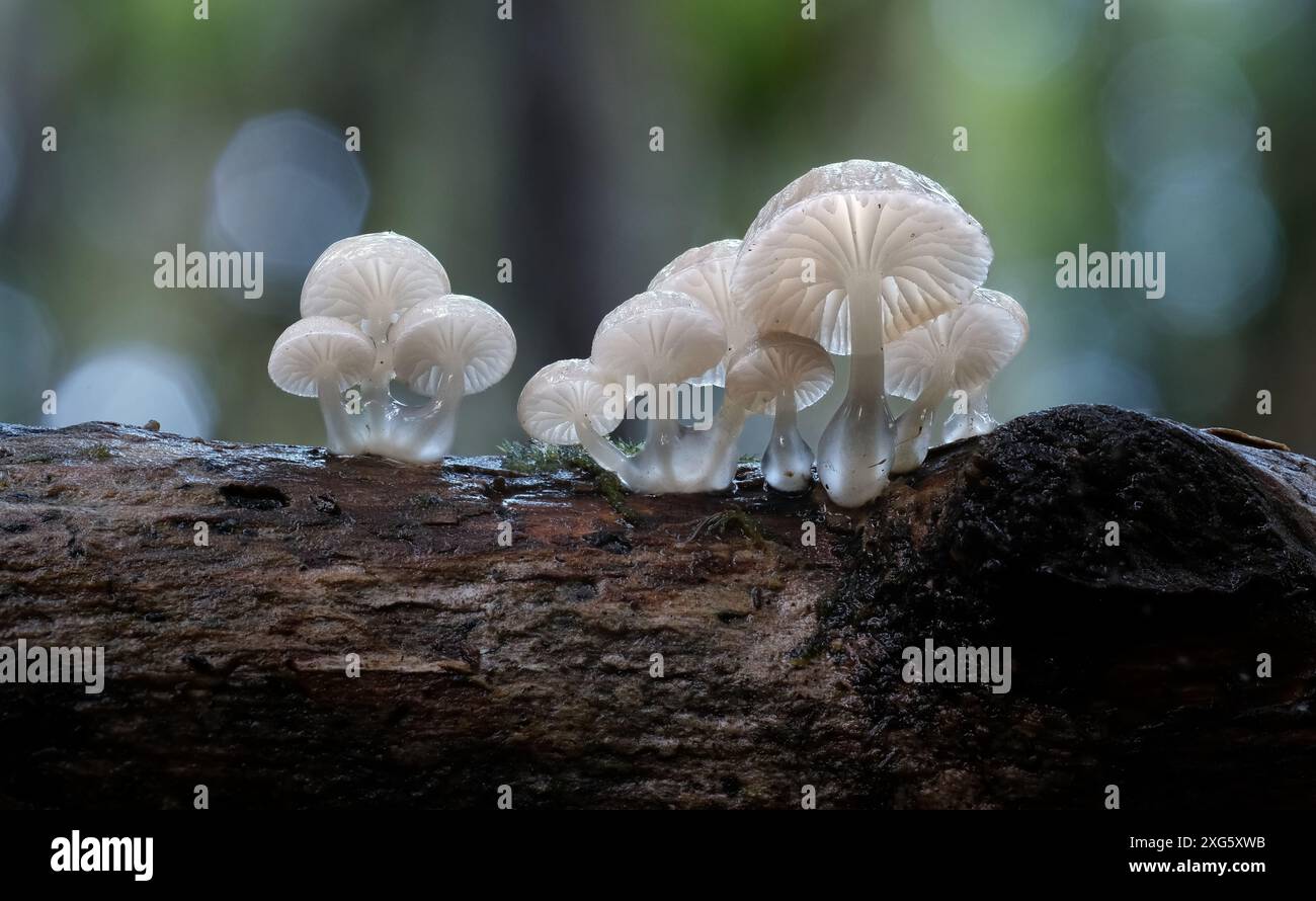 Macro immagine ravvicinata dei piccoli funghi Austro (Roridomyces austrororidis) nella foresta pluviale di Hobart, Tasmania, Australia Foto Stock